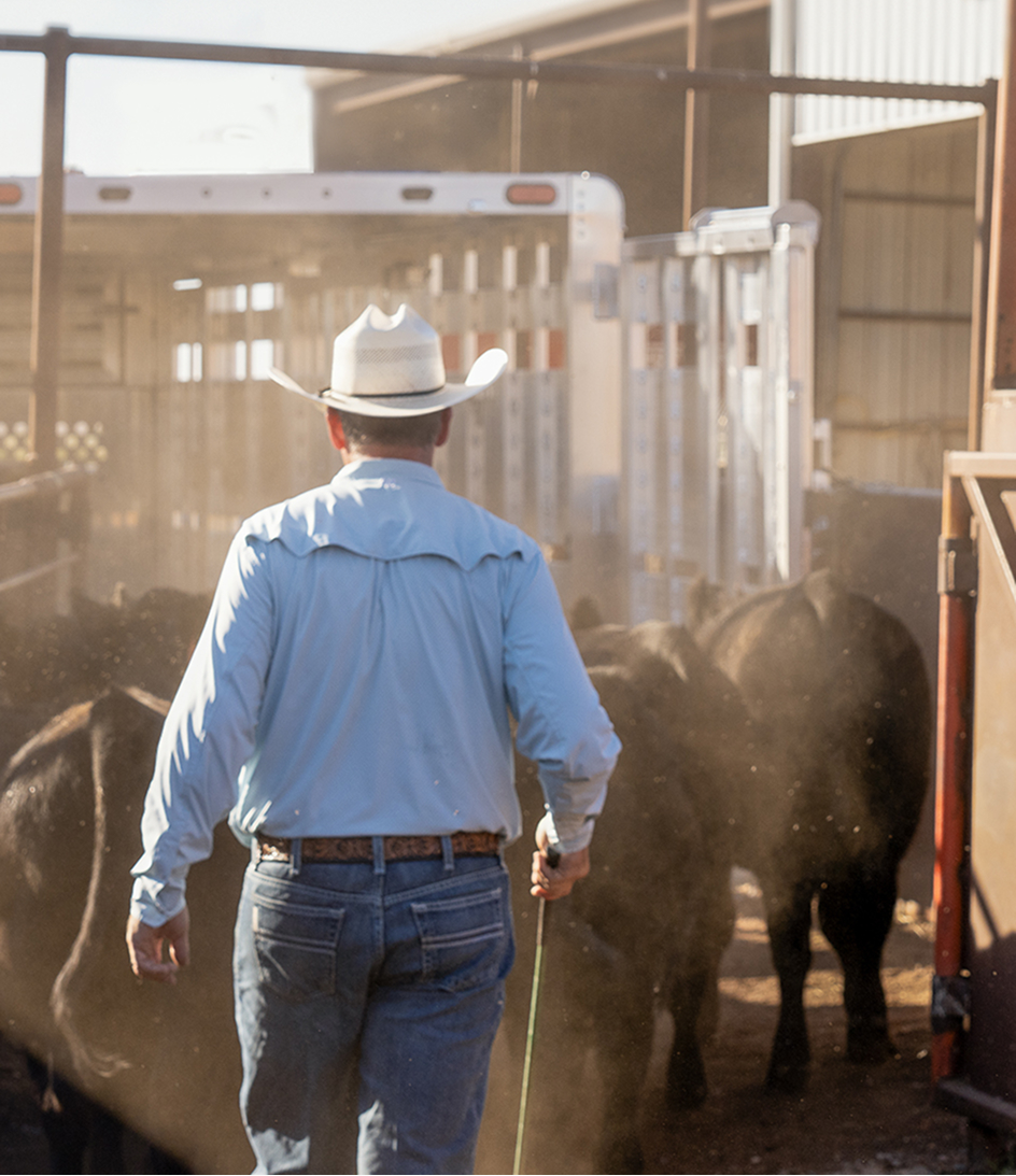 A farmer walking towards his cattle trailer