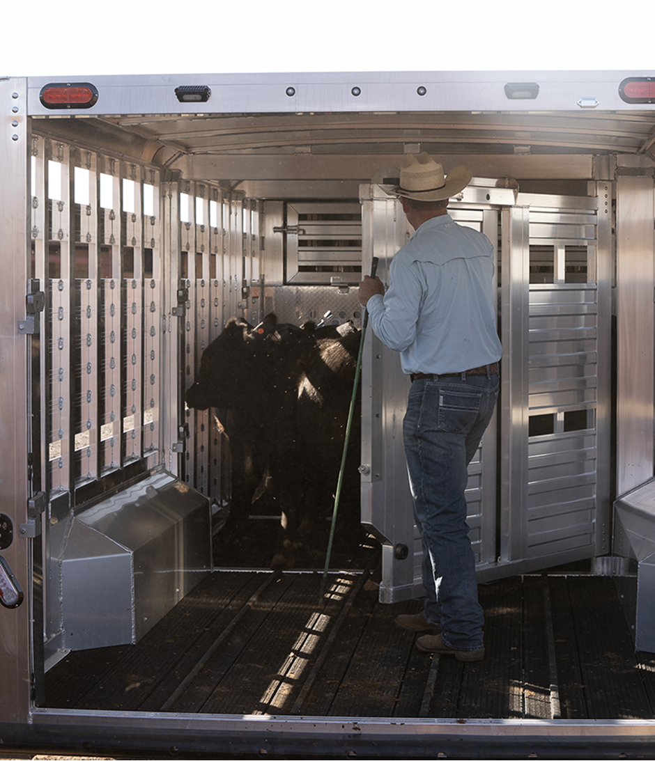 Farmer opening cattle gates