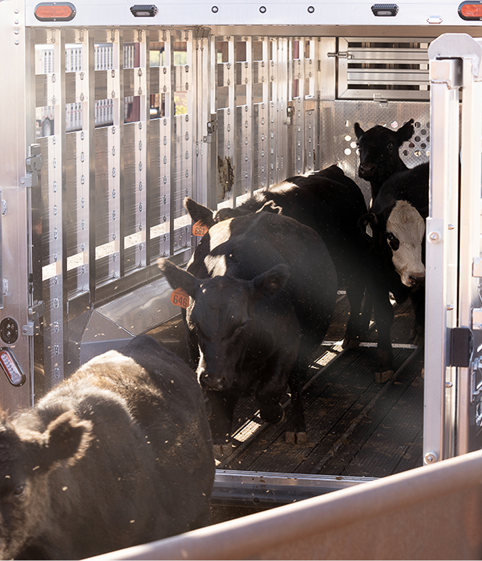 Cows exiting a cattle trailer